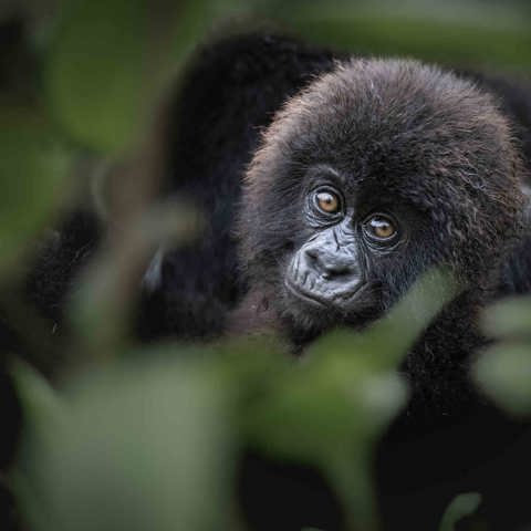 Mountain Gorilla at Wilderness Bisate Rwanda