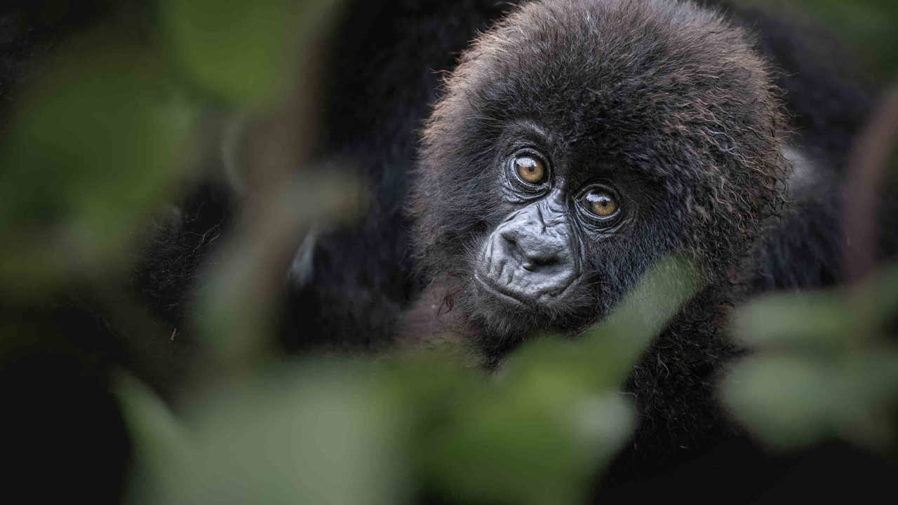 Mountain Gorilla at Wilderness Bisate Rwanda