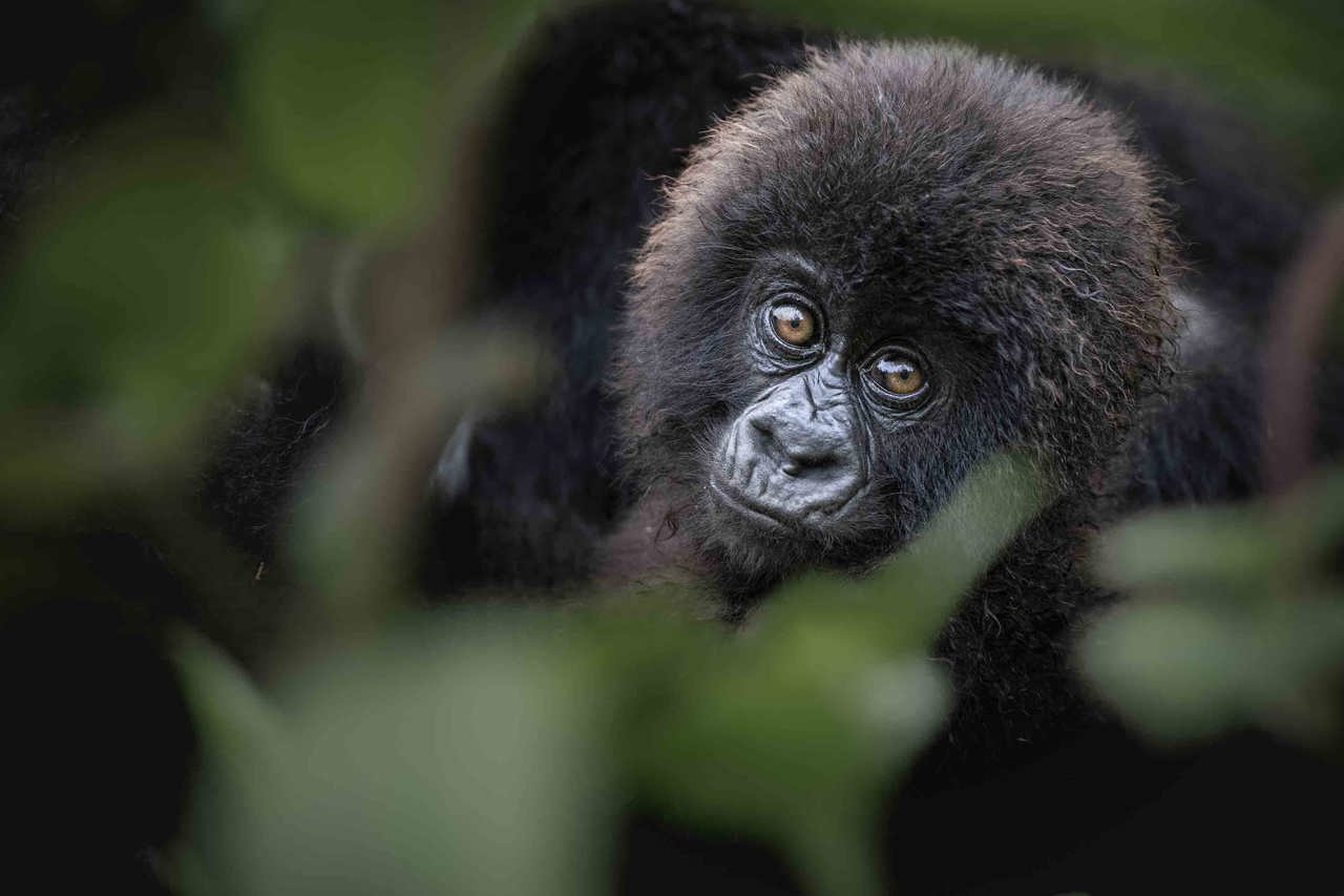 Mountain Gorilla at Wilderness Bisate Rwanda