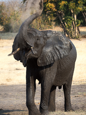 Wilderness Hwange Wildlife Elephant