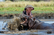 Wilderness Zambia Wildlife Hippo Fight