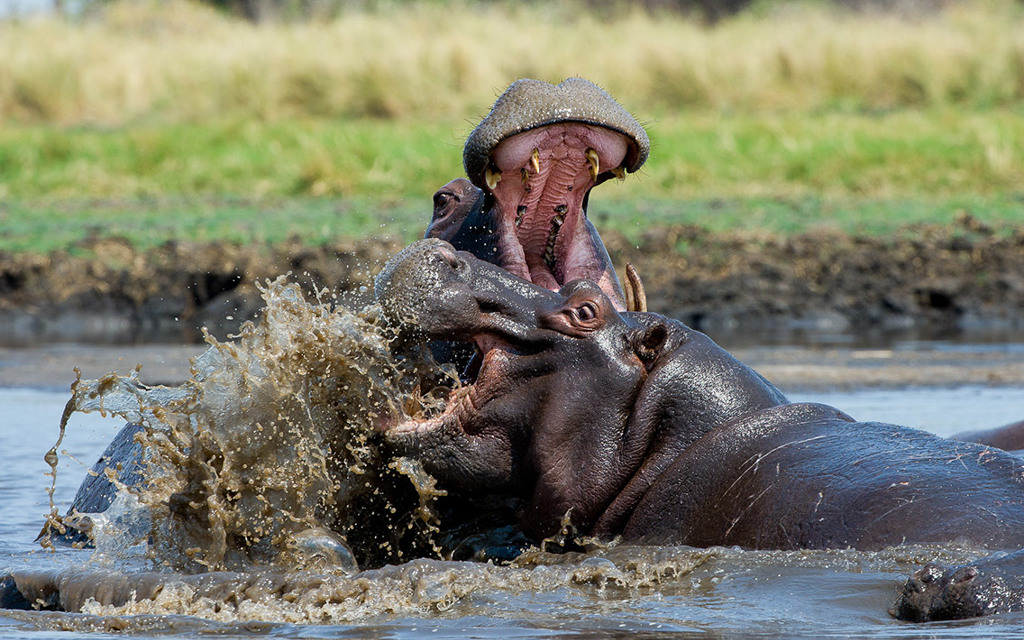 Wilderness Zambia Wildlife Hippo Fight