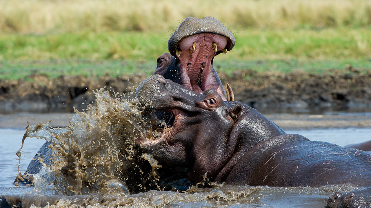 Wilderness Zambia Wildlife Hippo Fight