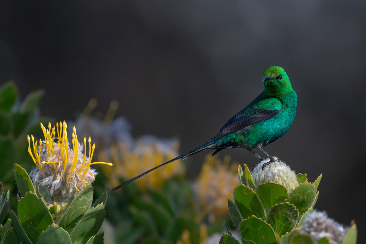 Emerald Sunbird