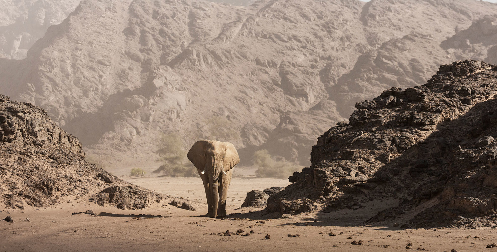 Wilderness Impact Desert Elephant Hoanib