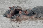 Two hippos in the rivers of Tanzania