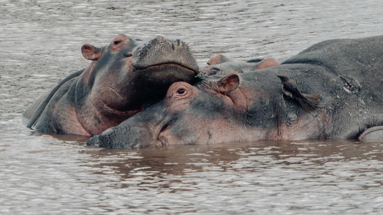Two hippos in the rivers of Tanzania