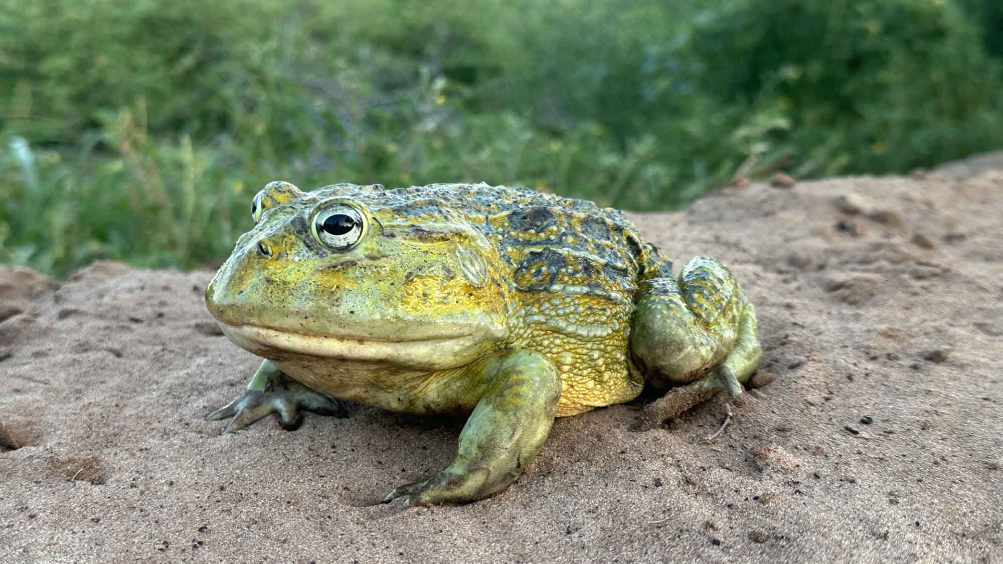 Beytell’s bullfrog (Pyxicephalus beytelli)