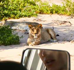 Wilderness Namibia Wildlife Desert Lion