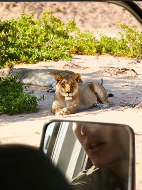 Wilderness Namibia Wildlife Desert Lion