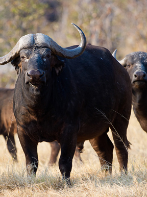 Vumbura Plains Botswana Wildlife Buffalo
