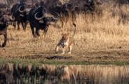 Buffalo Turning The Hunt On A Lioness