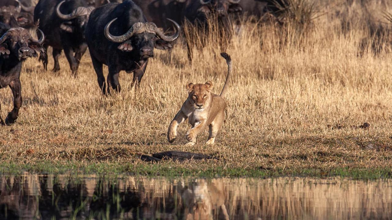 Buffalo Turning The Hunt On A Lioness