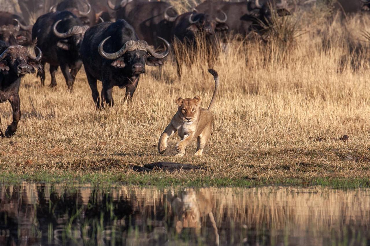 Buffalo Turning The Hunt On A Lioness