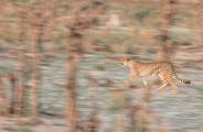 Elusive cheetah stalk through grasses to hunt the abundant kudu and impala