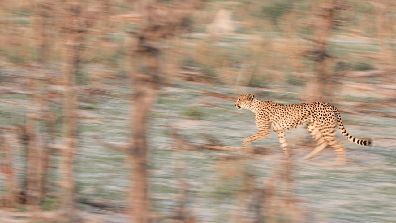 Elusive cheetah stalk through grasses to hunt the abundant kudu and impala