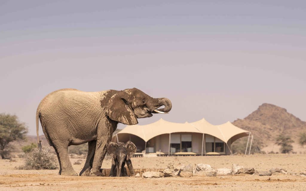Elephant at waterhole infront of Hoanib Skeleton Coast