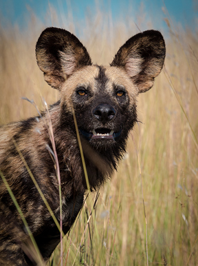 Wilderness Dumatau Botswana Wildlife Wild Dog