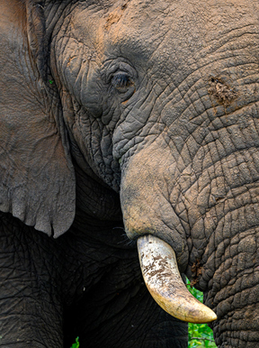 Wilderness Akagera Wildlife Elephant
