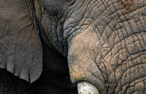 Wilderness Akagera Wildlife Elephant