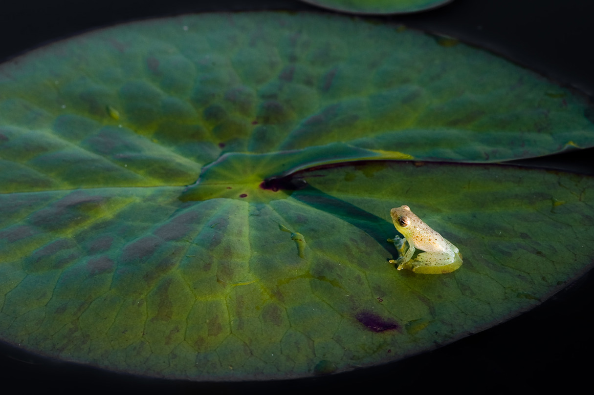 Reed frog sitting on a lily pad in the channels of the Okavango Delta Botswana