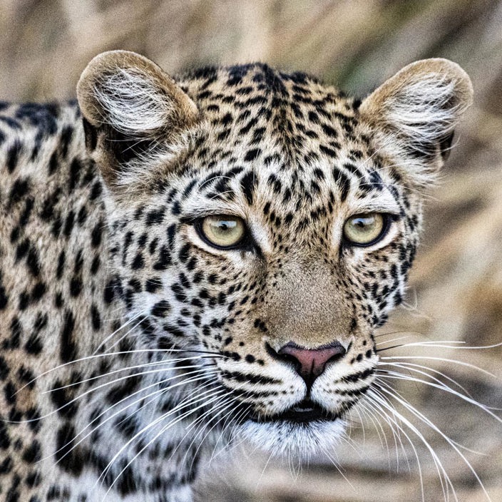 Wilderness Little Ruckomechi Zimbabwe Wildlife Leopard