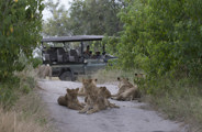 Wilderness Dumatau Botswana Activities Game Drive