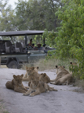 Wilderness Dumatau Botswana Activities Game Drive