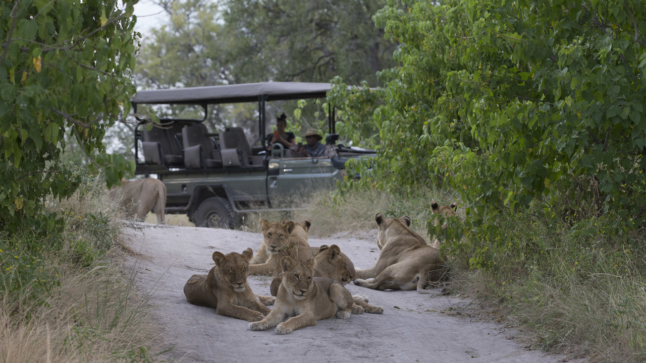Wilderness Dumatau Botswana Activities Game Drive