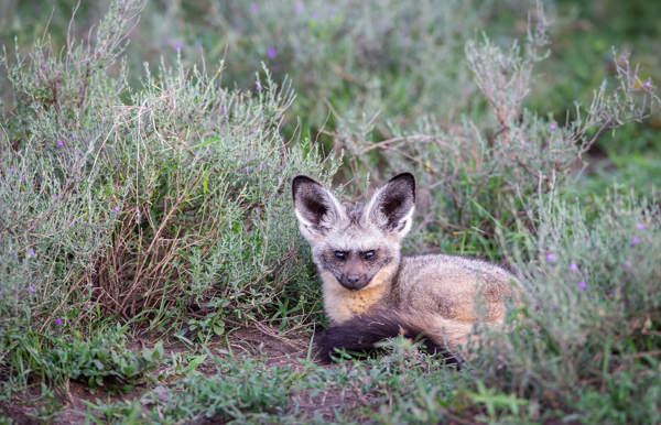 Bat-eared fox taking cover in the lush green plains