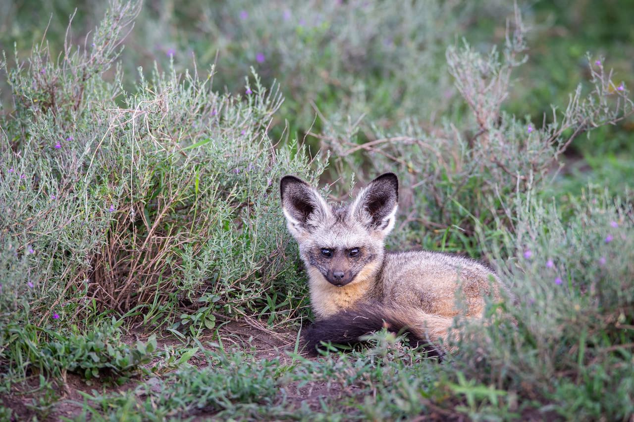 Bat-eared fox taking cover in the lush green plains