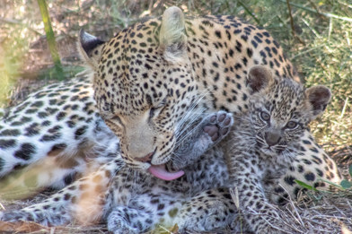 Rose the leopard seen grooming her cub near Wilderness Chitabe, Botswana