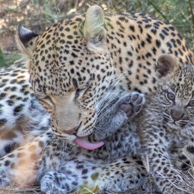 Rose the leopard seen grooming her cub near Wilderness Chitabe, Botswana