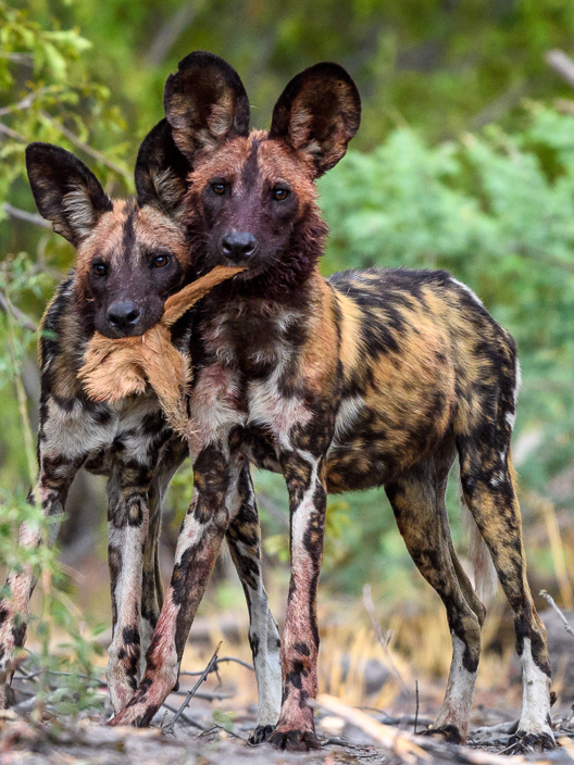 Wilderness Little Mombo Botswana Wildlife