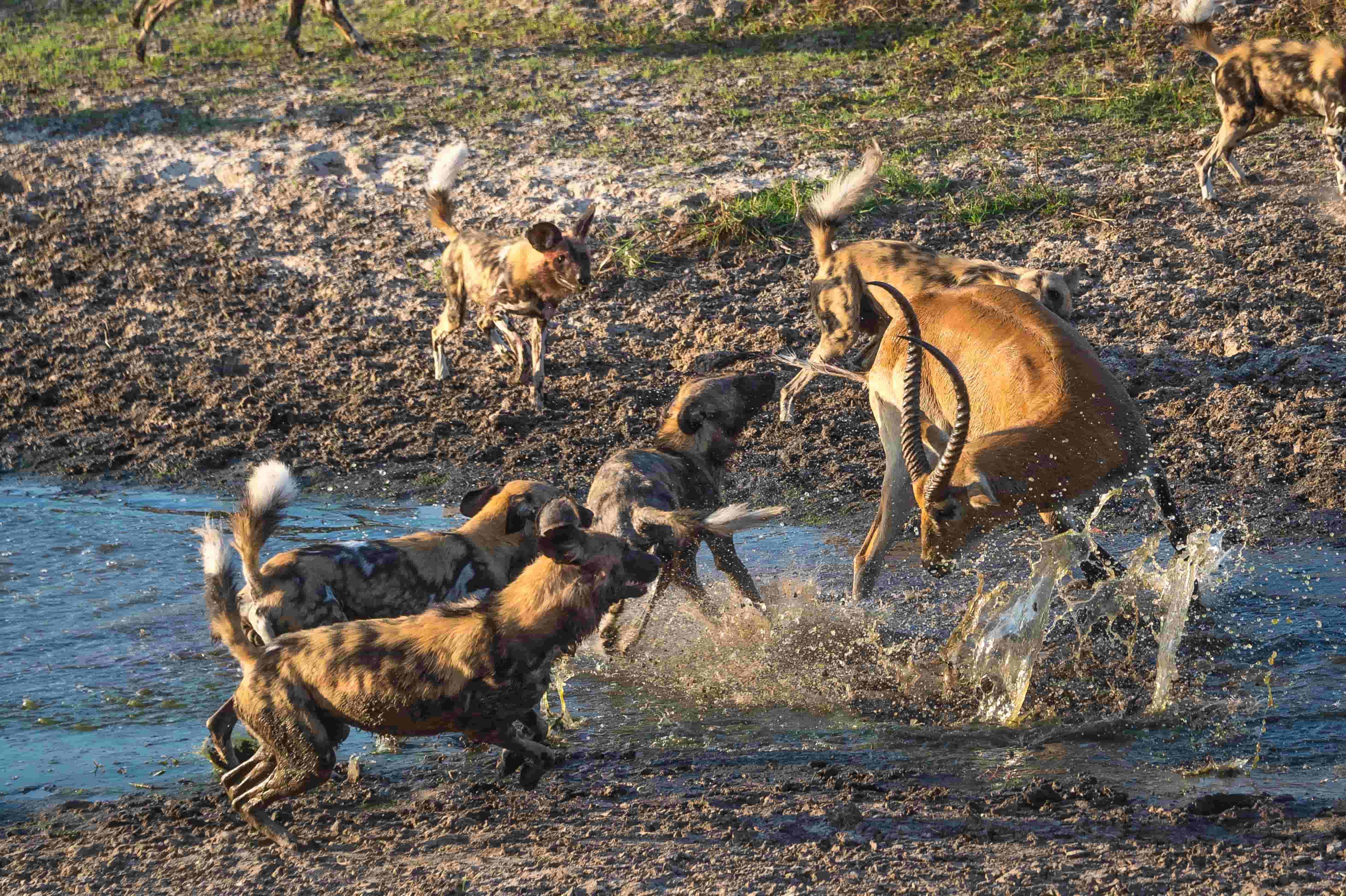 Pack of African wild dogs hunting antelope at a watering hole