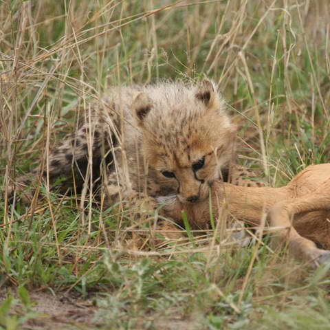 Cheetah eating an impala in Chitabe Botswana