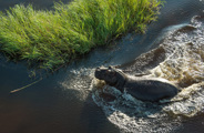 Wilderness Mombo Botswana Hippo In Water