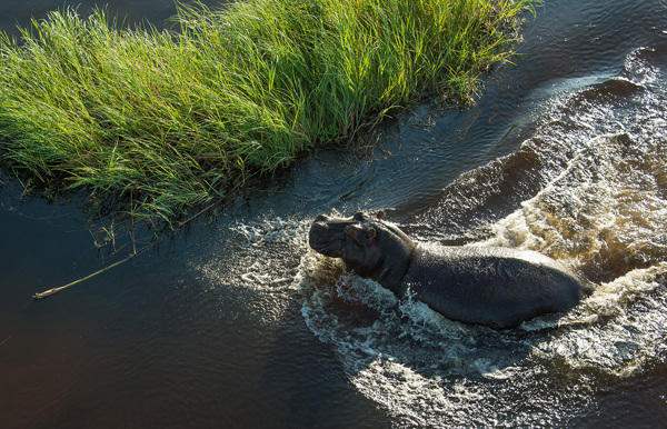 Wilderness Mombo Botswana Hippo In Water