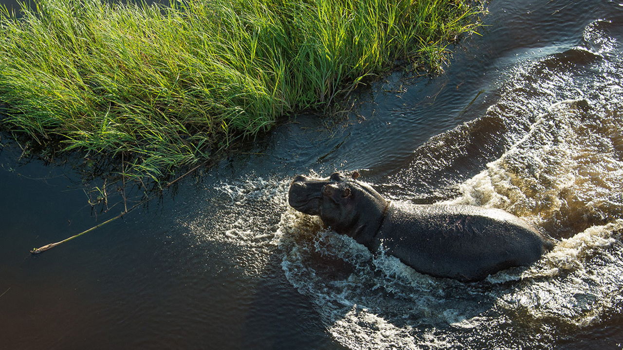 Wilderness Mombo Botswana Hippo In Water