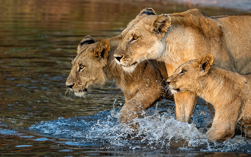 Lions walking on open floodplains in Botswana’s Okavango Delta at Vumbura Plains, a classic predator sighting on safari
