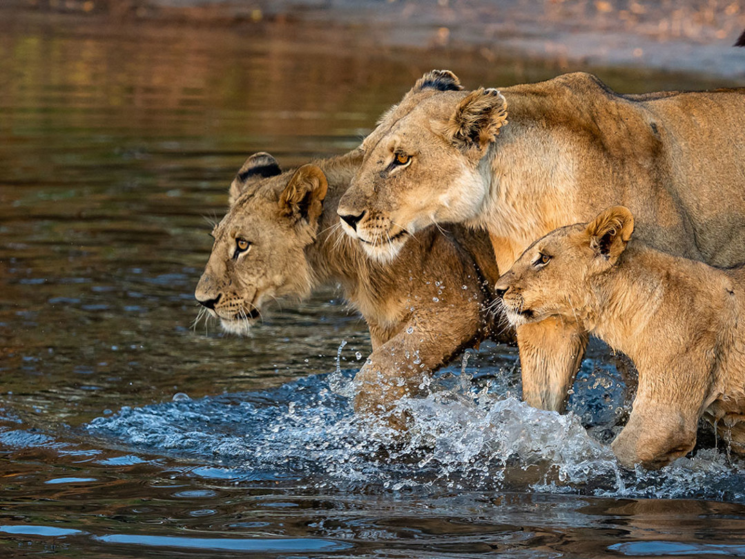 Lions walking on open floodplains in Botswana’s Okavango Delta at Vumbura Plains, a classic predator sighting on safari