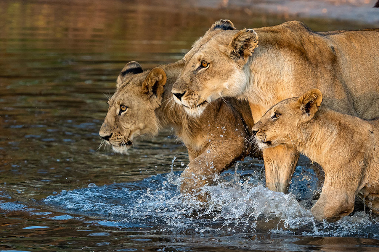 Lions walking on open floodplains in Botswana’s Okavango Delta at Vumbura Plains, a classic predator sighting on safari