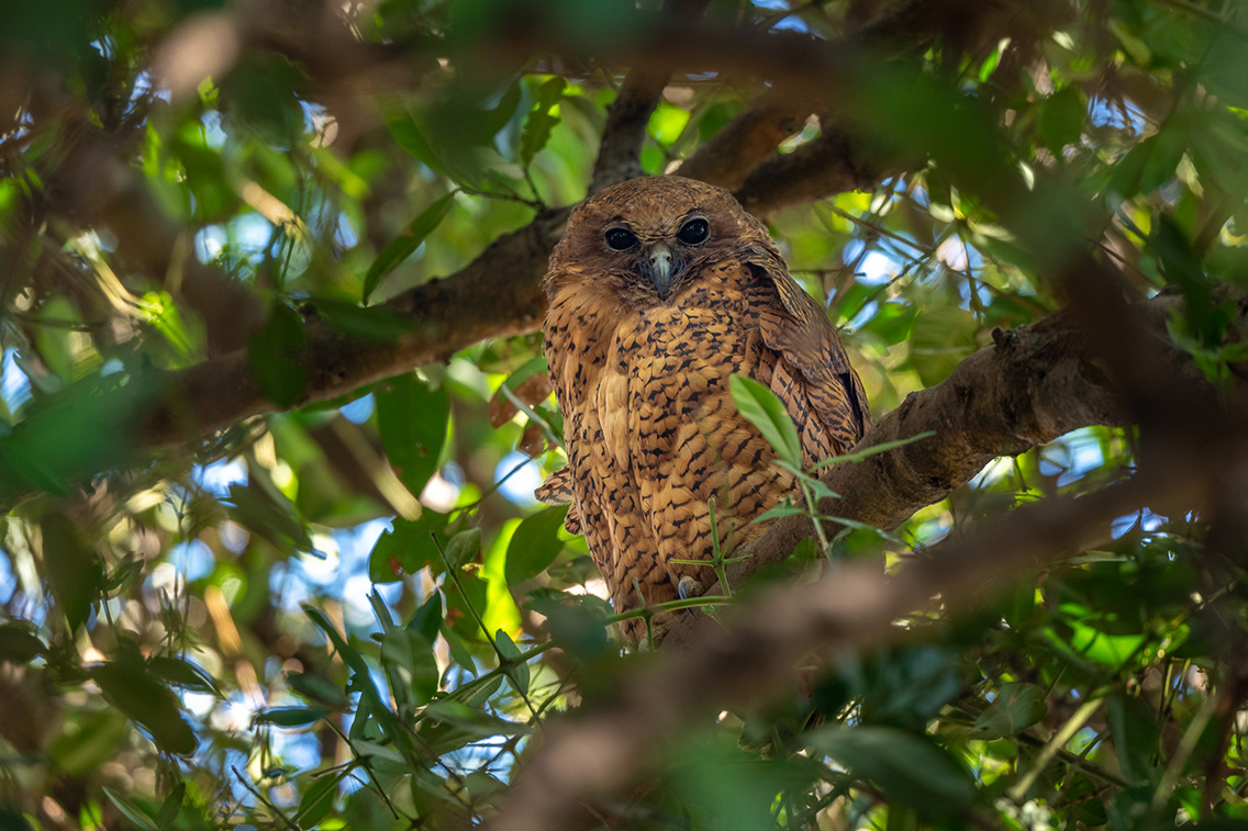 Wilderness Botswana Okavango Wildlife Pels Fishing Owl