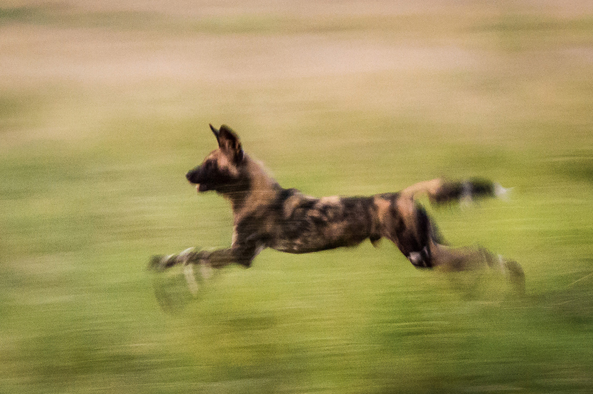 Vumbura Plains Botswana Wildlife Runnung Wild Dog