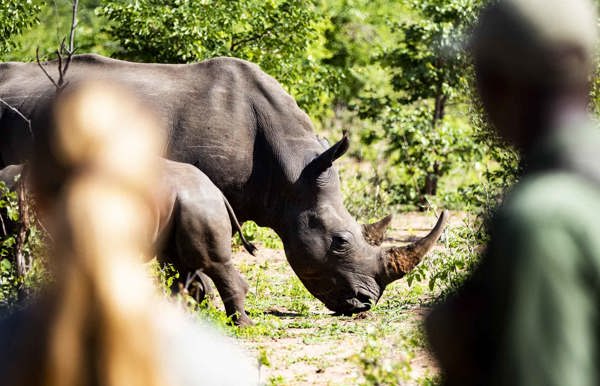 Wilderness Impact Protect Wildlife Rhino