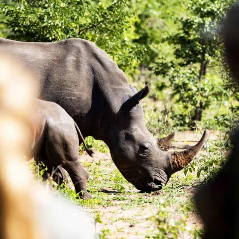 Wilderness Impact Protect Wildlife Rhino