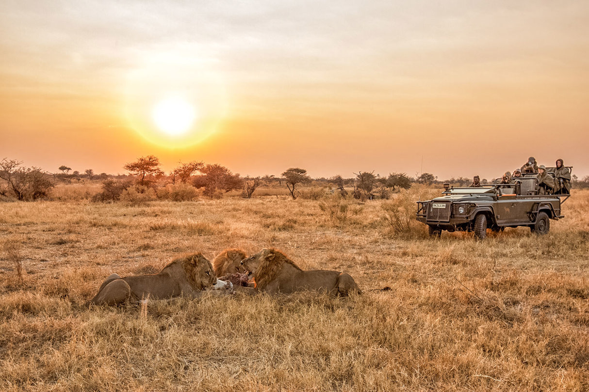 Wilderness Chitabe Botswana Game Drive Lions with Kill