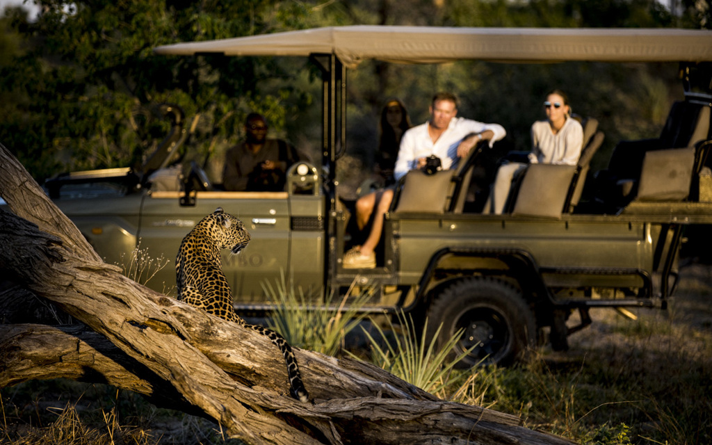 Wilderness Experiences Game Drives Mombo Leopard