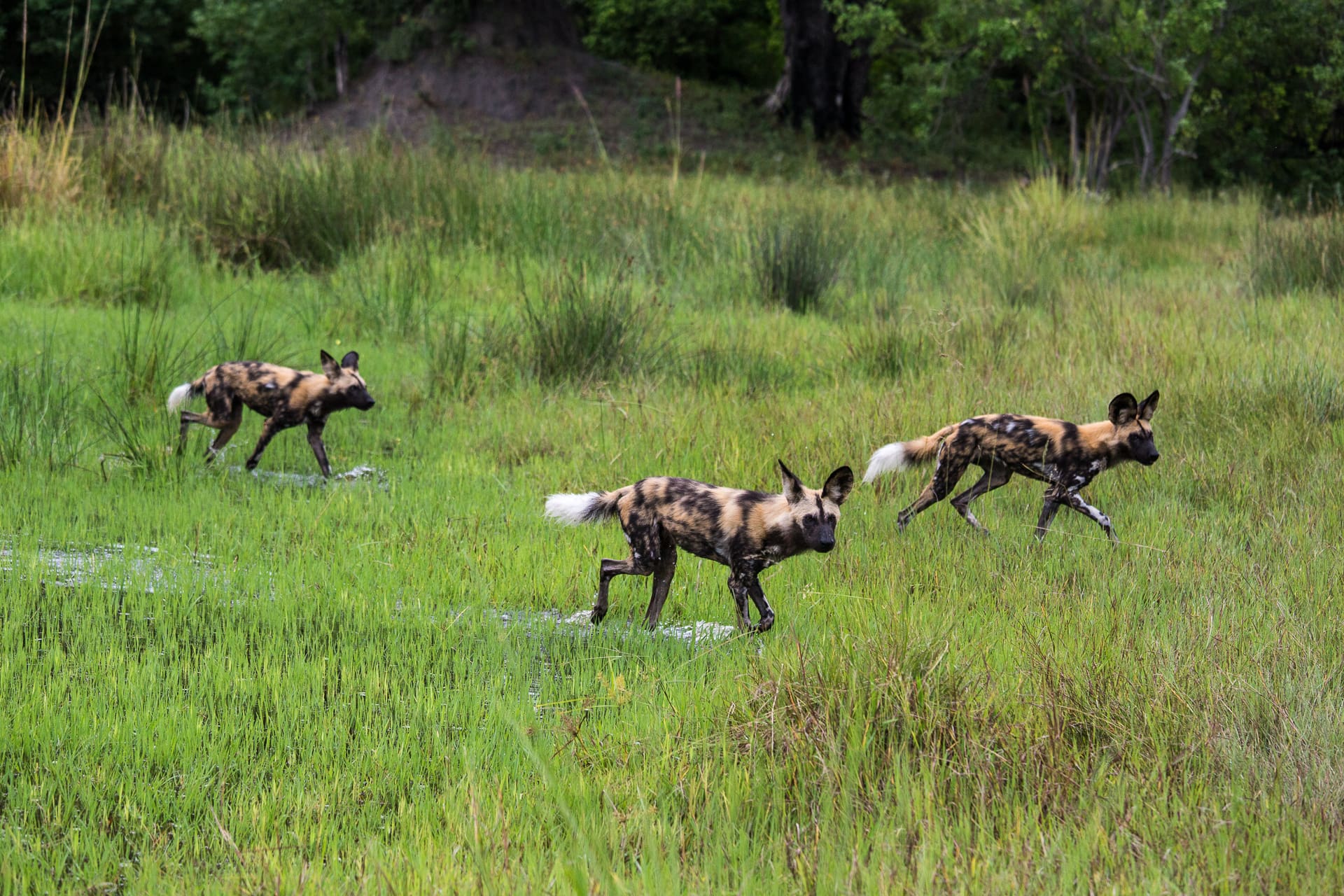 African wild dogs moving through wetlands in Botswana