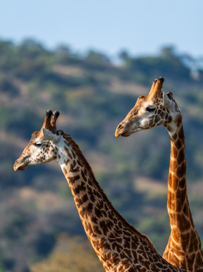 Masai giraffes standing tall in the magical Akagera National Park